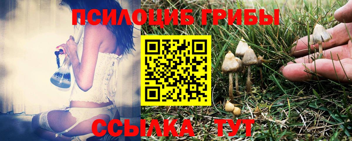 Галлюциногенные грибы Psilocybe Благовещенск